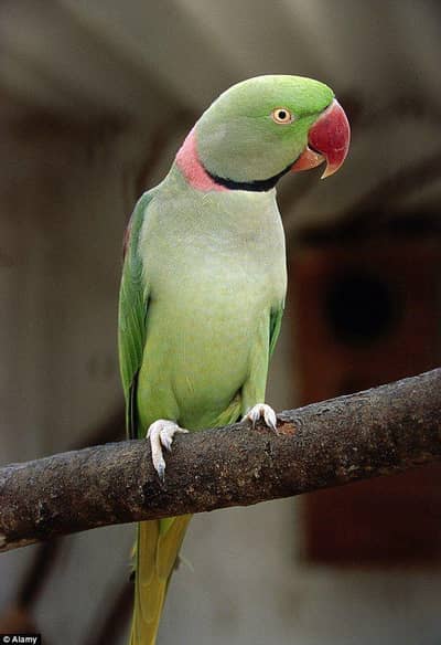 Title: Raw Parrot for Sale – Healthy Male (3 Years Old)