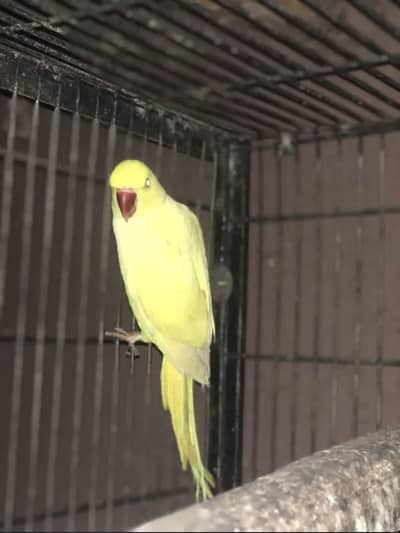 Yellow ringenck talking breeder female
