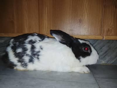 healthy adult male rabbits