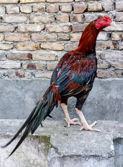 Quality Lakha Aseel Patha