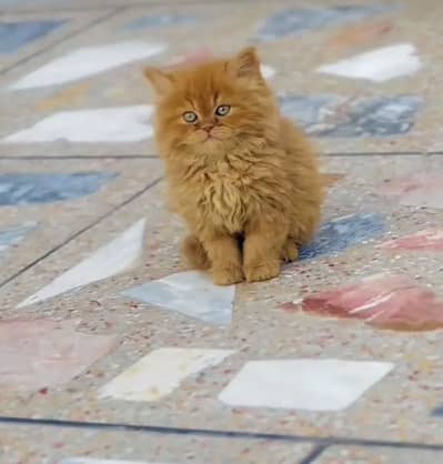 Triple coat Persian doll/punch face male /female /pair for sale