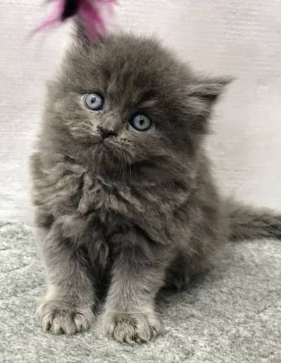 Triple coat Persian doll/punch face male /female /pair for sale