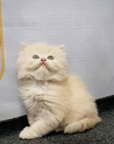 Triple coat Persian doll/punch face male /female /pair for sale