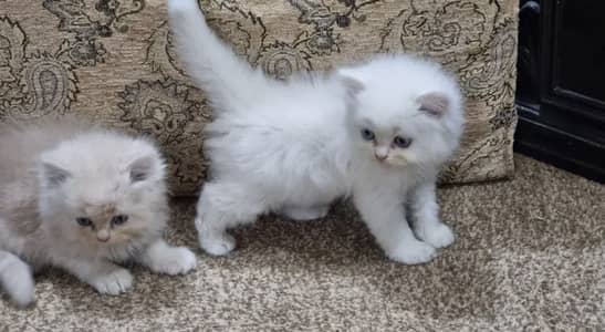Triple coat Persian doll/punch face male /female /pair for sale
