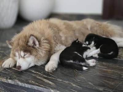 Siberian Husky Pupps