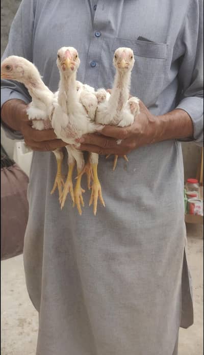 PURE JAPANESE O SHAMOO CHICKS FOR SALE