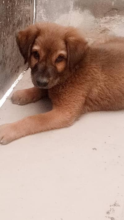 Premium Cute Puppy for Sale – Healthy & Active