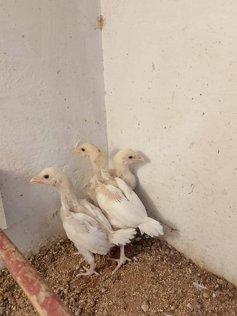 Heera Chicks 3