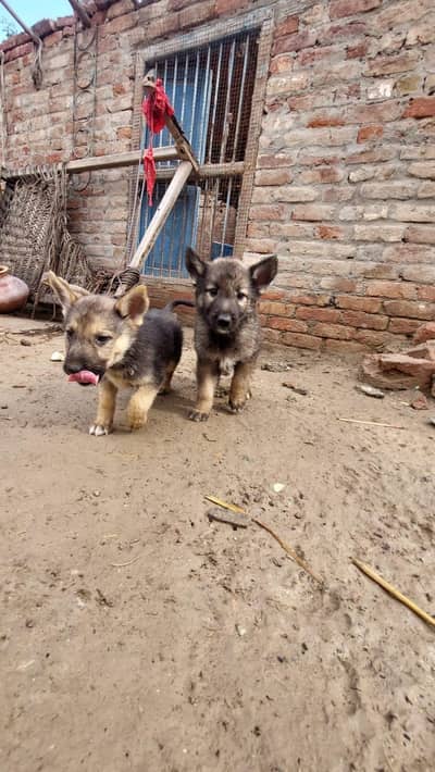 Healthy German Shepherd Mix Puppies for Sale