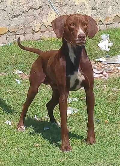 pure garman pointer male full train jall and fair healthy and active