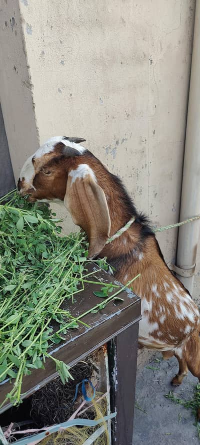 Healthy Male Goat 11 Month – Strong Body