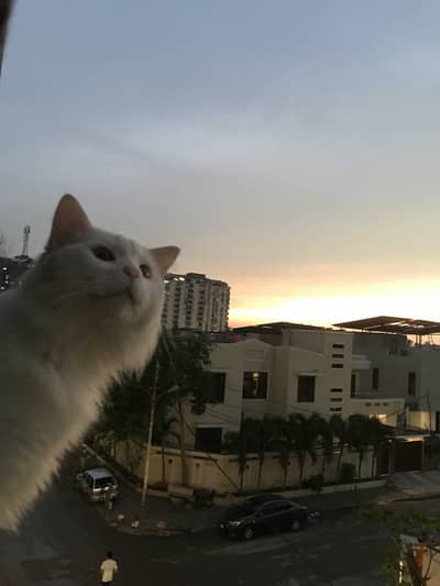 Male triple coated white persian cat