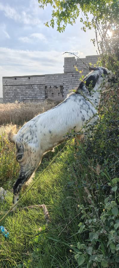 kurbani k liya bakra