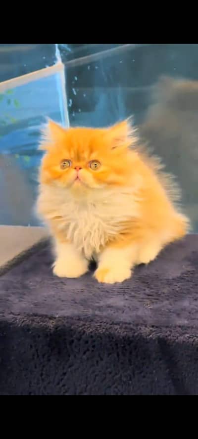 Persian cat's vaccinated triple coted healthy active/ 0331/6360929/