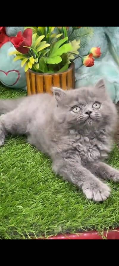 Persian cat's vaccinated triple coted healthy active/ 0331/6360929/