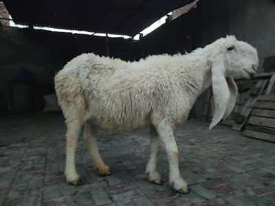 pure kajli female 0.3. 0.3. 4.2. 4.3. 0.4.3