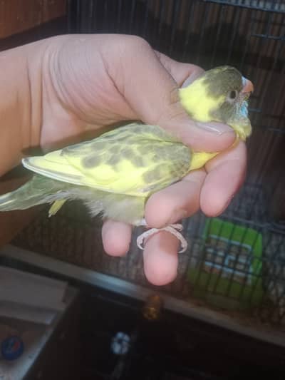 Ressesvi pied combo  03218462201