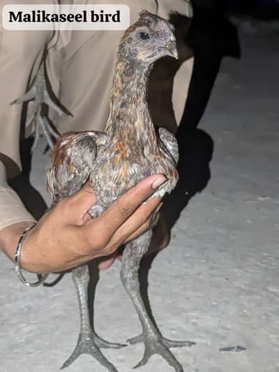 Malikaseel bird farmhouse