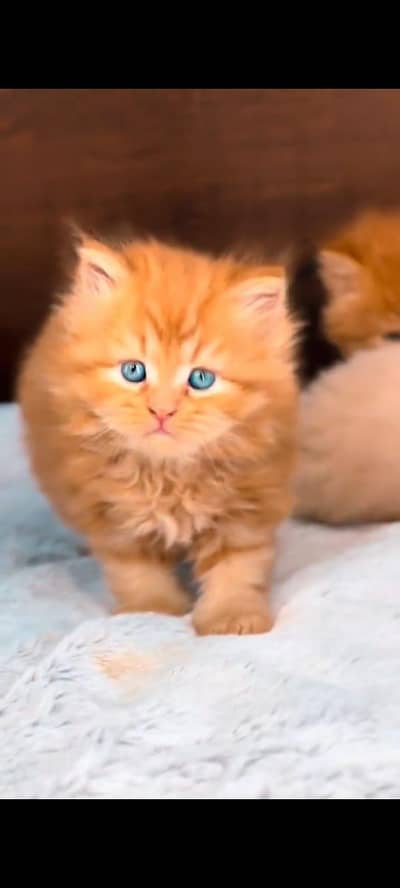 Persian cat's vaccinated triple coted healthy active/ 0331/6360929/