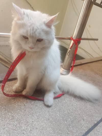 persion cat