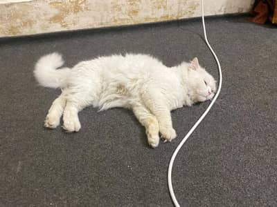 I have a persion cat and I am selling