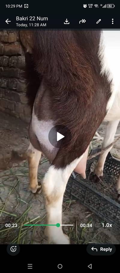 dood wali bakri for sale i