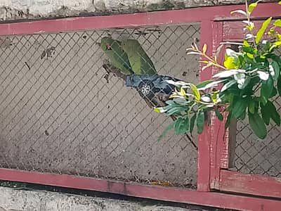 green Ring Nik pair healthy and Activ