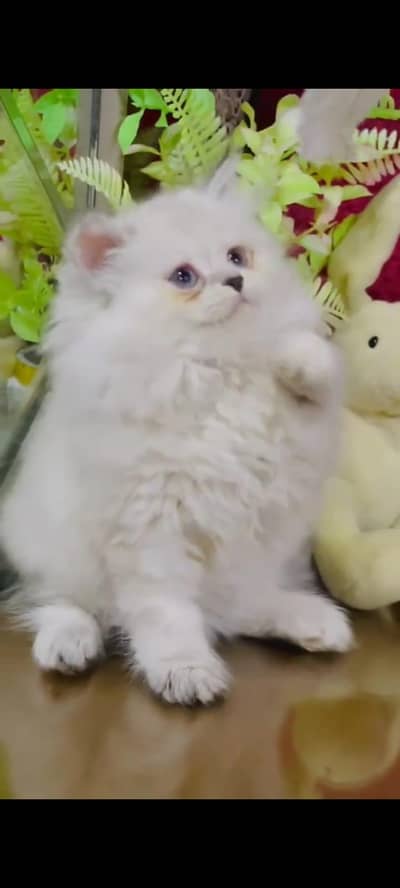 Persian cat's vaccinated triple coted healthy active/ 0331/6360929/