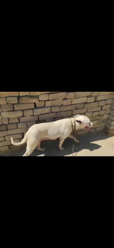 female for sale 15000 Alipur mufrgahr