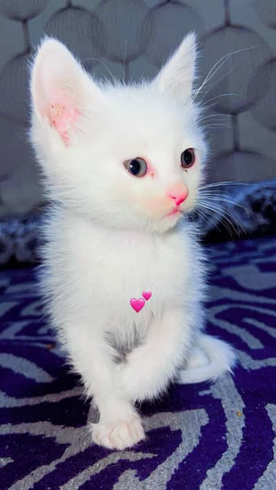 Russian Cats kids For Sale