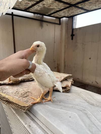 white o shamo katrina muller premium chicks for sale