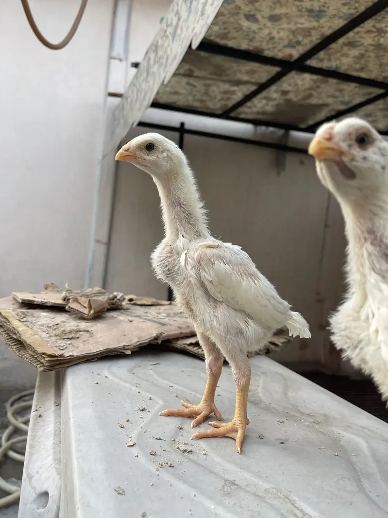 white o shamo katrina muller premium chicks for sale — photo 3