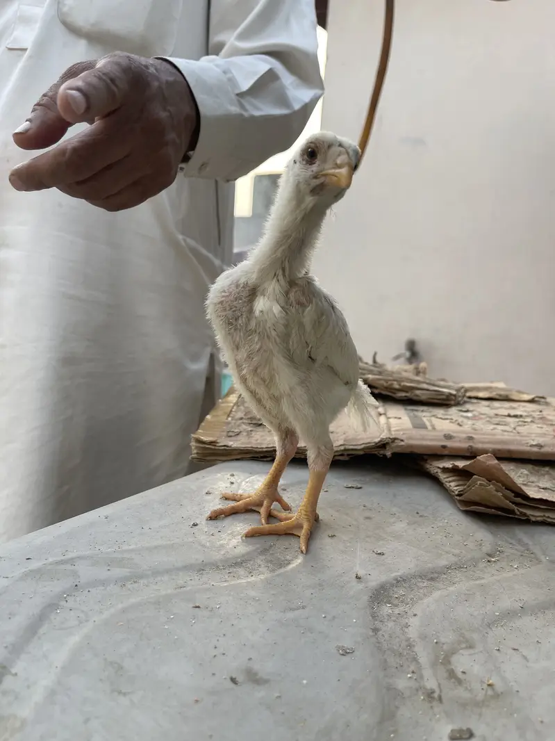 white o shamo katrina muller premium chicks for sale — photo 4