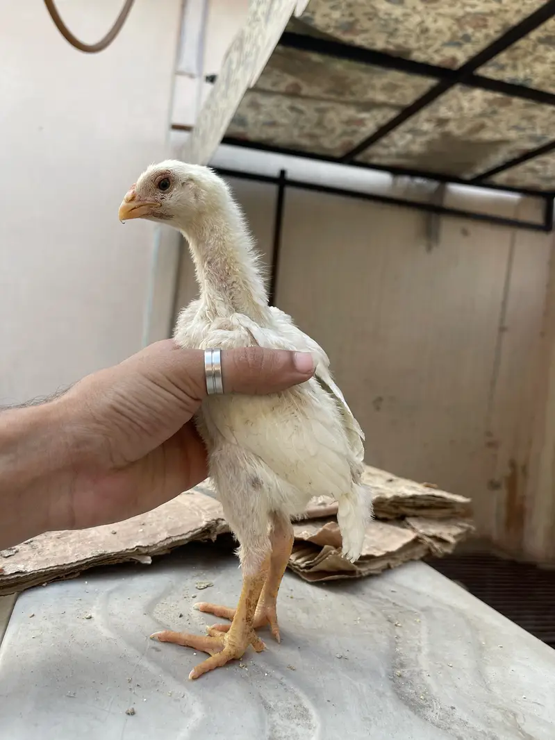 white o shamo katrina muller premium chicks for sale — photo 5
