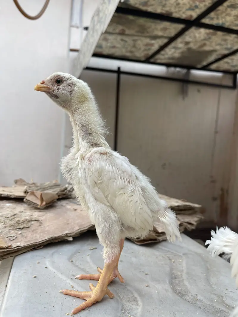 white o shamo katrina muller premium chicks for sale — photo 6