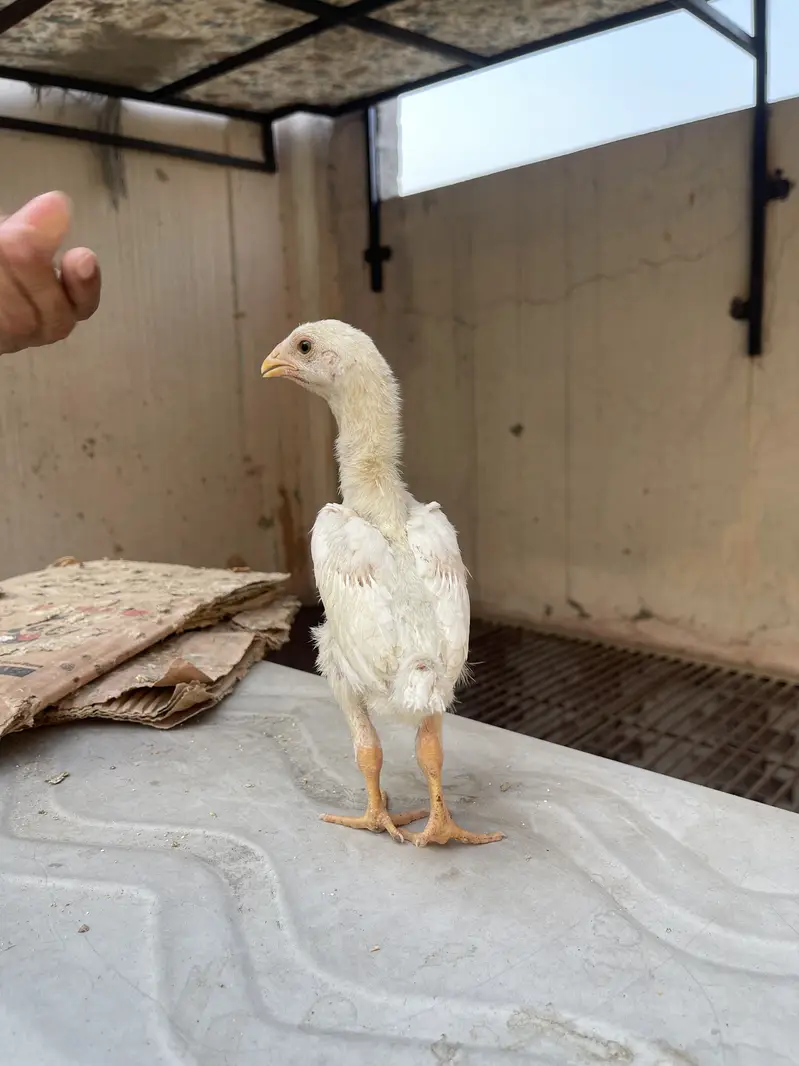white o shamo katrina muller premium chicks for sale — photo 7