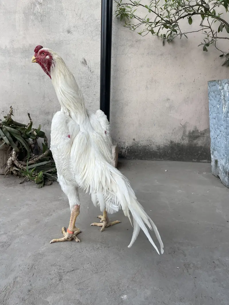 white o shamo katrina muller premium chicks for sale — photo 9