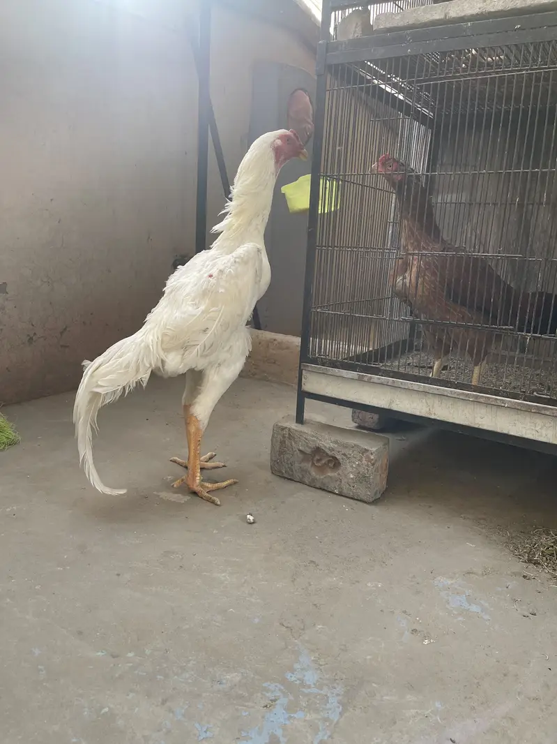 white o shamo katrina muller premium chicks for sale — photo 11