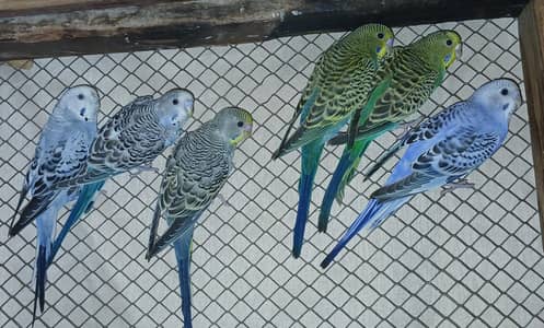 Healthy and Active Budgies