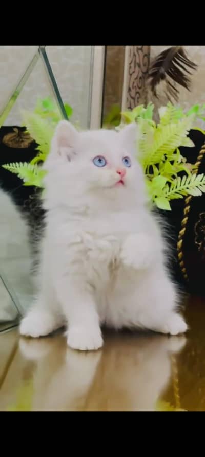 Persian cat's vaccinated triple coted healthy active/ 0331/6360929/