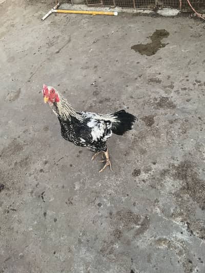 Lohmans Aseel heera chicks