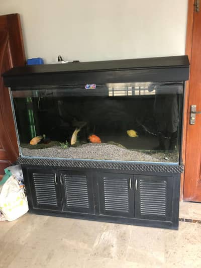 For sale: large budget-friendly aquarium