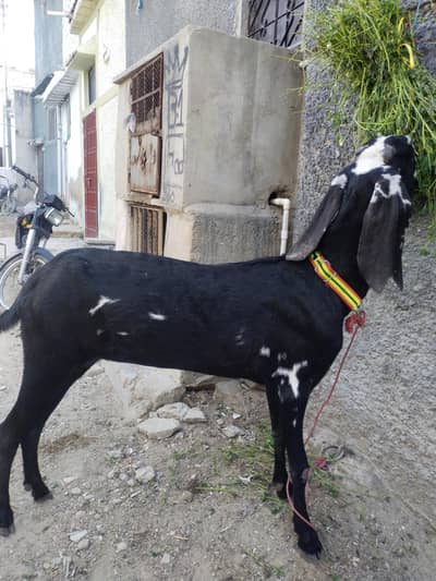 black beetal path / bakri