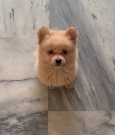 Pomeranian male puppy for sale