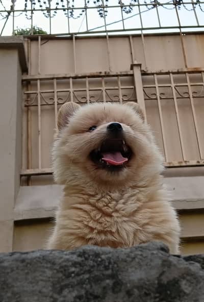 Pomeranian male puppy for sale