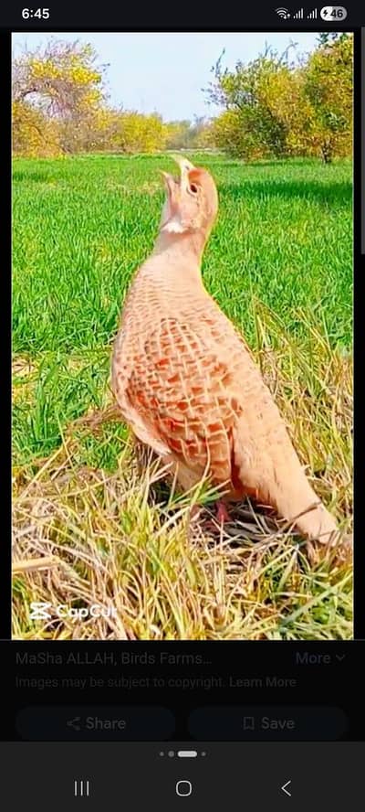 ایرانی فرسٹ بریڈ پیئر