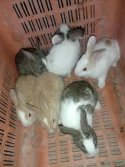 rabbit baby pair for sale 03224186572