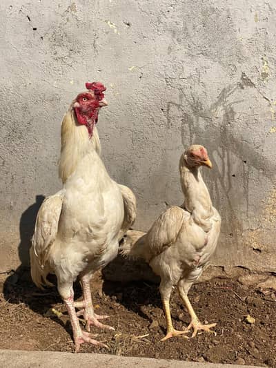 High quality Heera Aseel pair