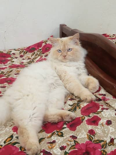 Persian Cat for Sale – Romeo 