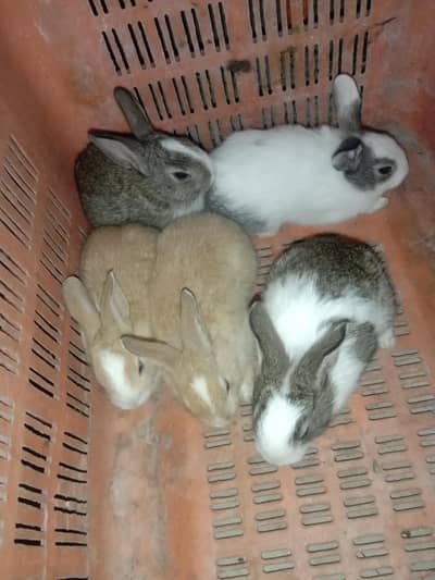 rabbit baby pair for sale 03224186572